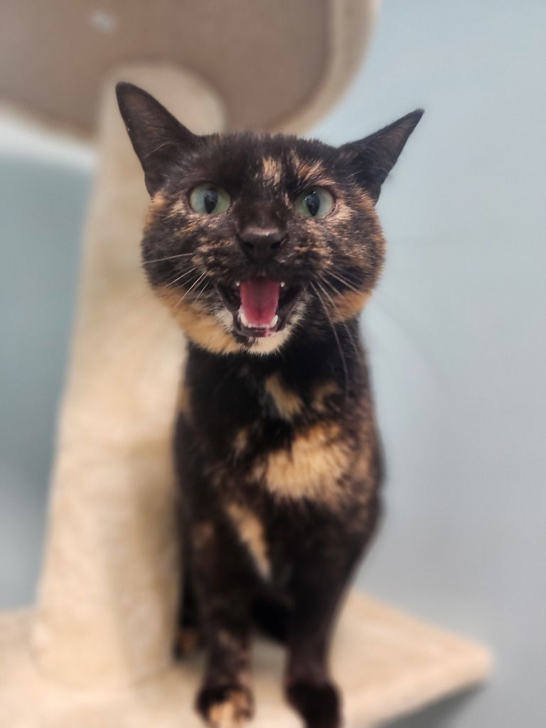 Savannah