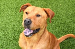 WATCH MY VIDEO Chowder is a friendly fluff He walks well on leash but we would recommend a harnes