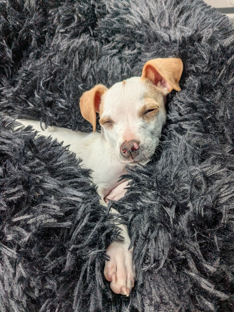 Tiny Tino