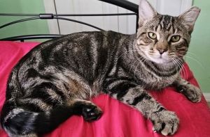 Toby, Adult Male unknown