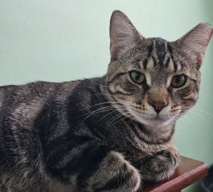 Toby, Adult Male unknown