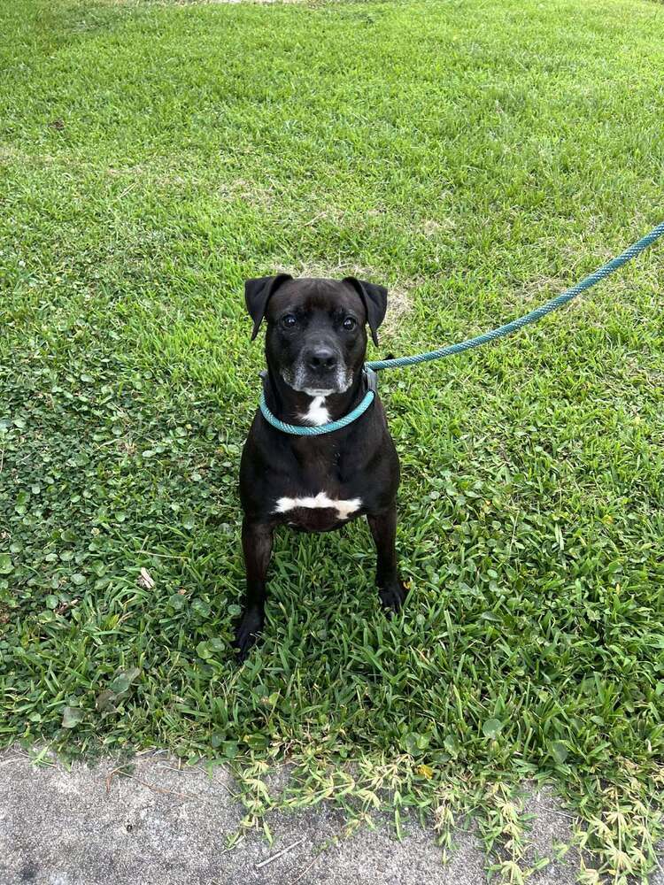 Ventana BAC 45764, an adoptable Labrador Retriever in Charlottetown, PE, C1A 4B7 | Photo Image 1