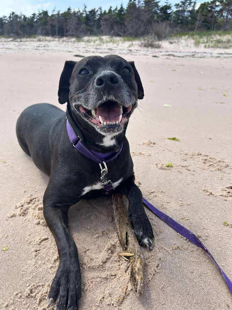 Ventana BAC 45764, an adoptable Labrador Retriever in Charlottetown, PE, C1A 4B7 | Photo Image 1