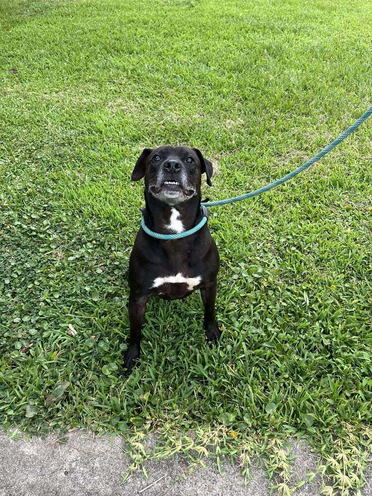 Ventana BAC 45764, an adoptable Labrador Retriever in Charlottetown, PE, C1A 4B7 | Photo Image 2