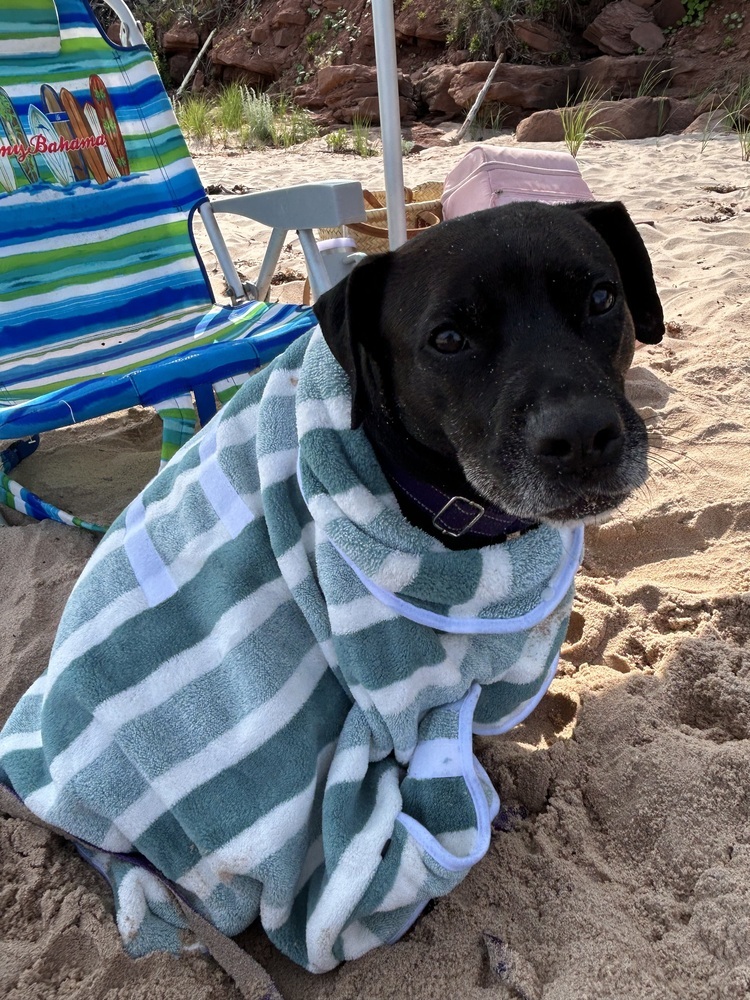 Ventana BAC 45764, an adoptable Labrador Retriever in Charlottetown, PE, C1A 4B7 | Photo Image 2