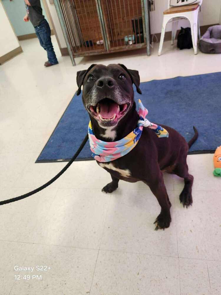 Ventana BAC 45764, an adoptable Labrador Retriever in Charlottetown, PE, C1A 4B7 | Photo Image 3