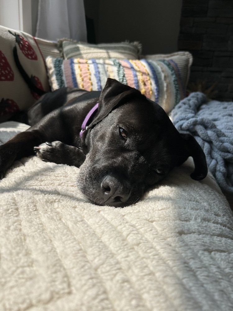 Ventana BAC 45764, an adoptable Labrador Retriever in Charlottetown, PE, C1A 4B7 | Photo Image 3