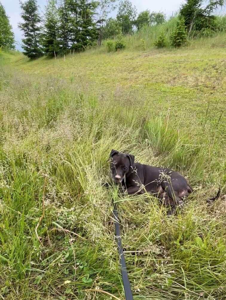 Ventana BAC 45764, an adoptable Labrador Retriever in Charlottetown, PE, C1A 4B7 | Photo Image 4