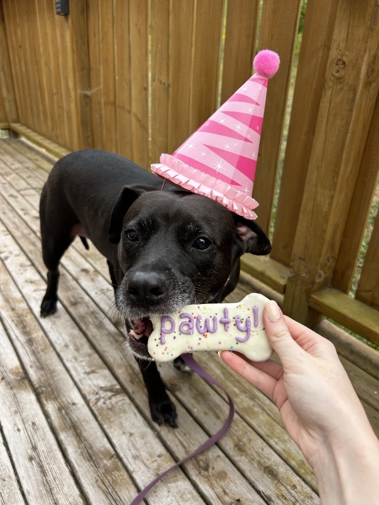 Ventana BAC 45764, an adoptable Labrador Retriever in Charlottetown, PE, C1A 4B7 | Photo Image 4