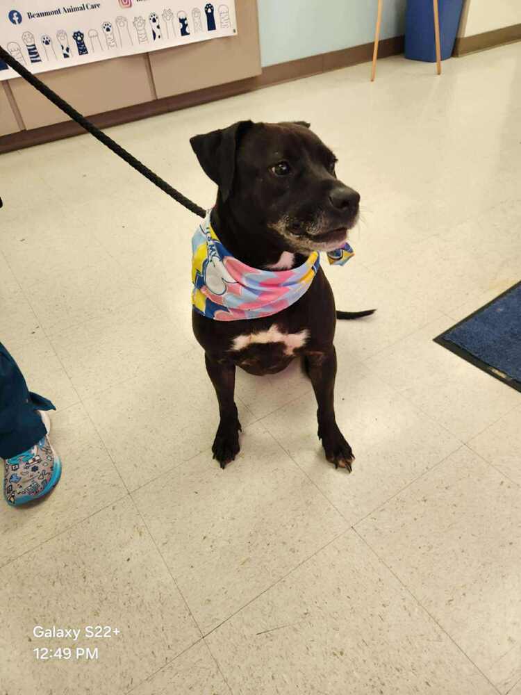 Ventana BAC 45764, an adoptable Labrador Retriever in Charlottetown, PE, C1A 4B7 | Photo Image 5