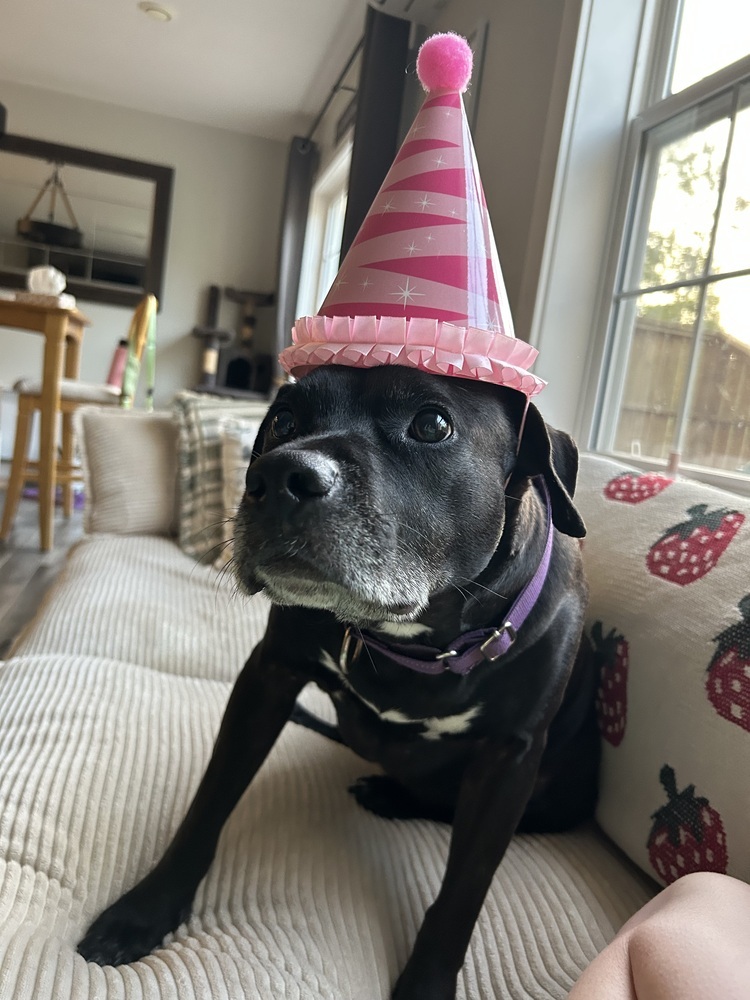 Ventana BAC 45764, an adoptable Labrador Retriever in Charlottetown, PE, C1A 4B7 | Photo Image 5