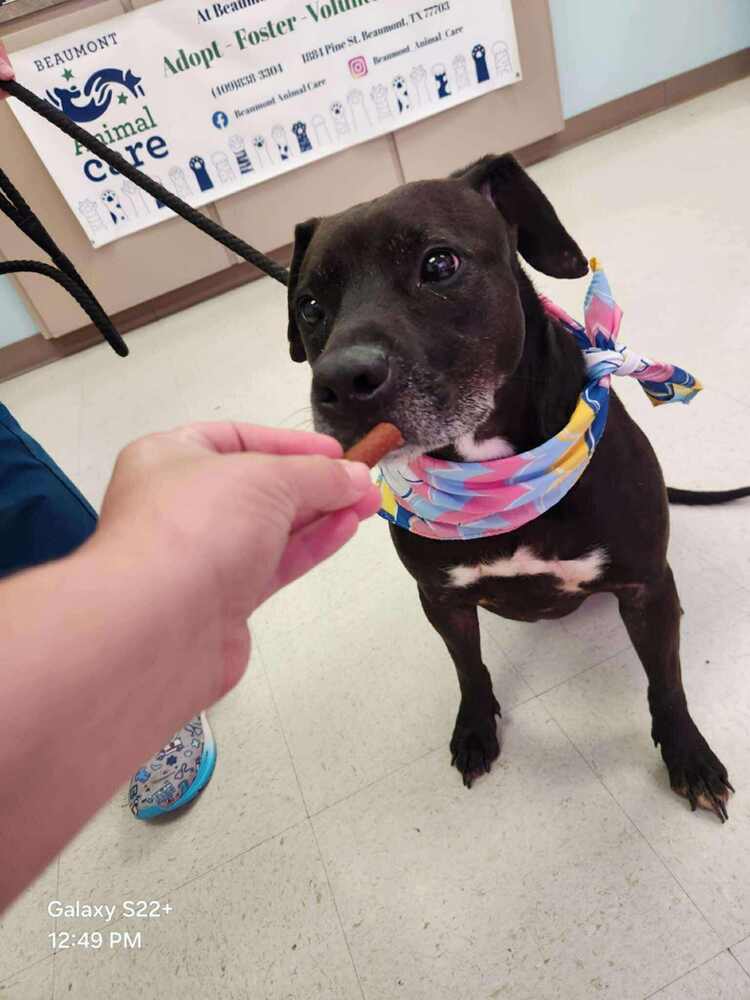 Ventana BAC 45764, an adoptable Labrador Retriever in Charlottetown, PE, C1A 4B7 | Photo Image 6