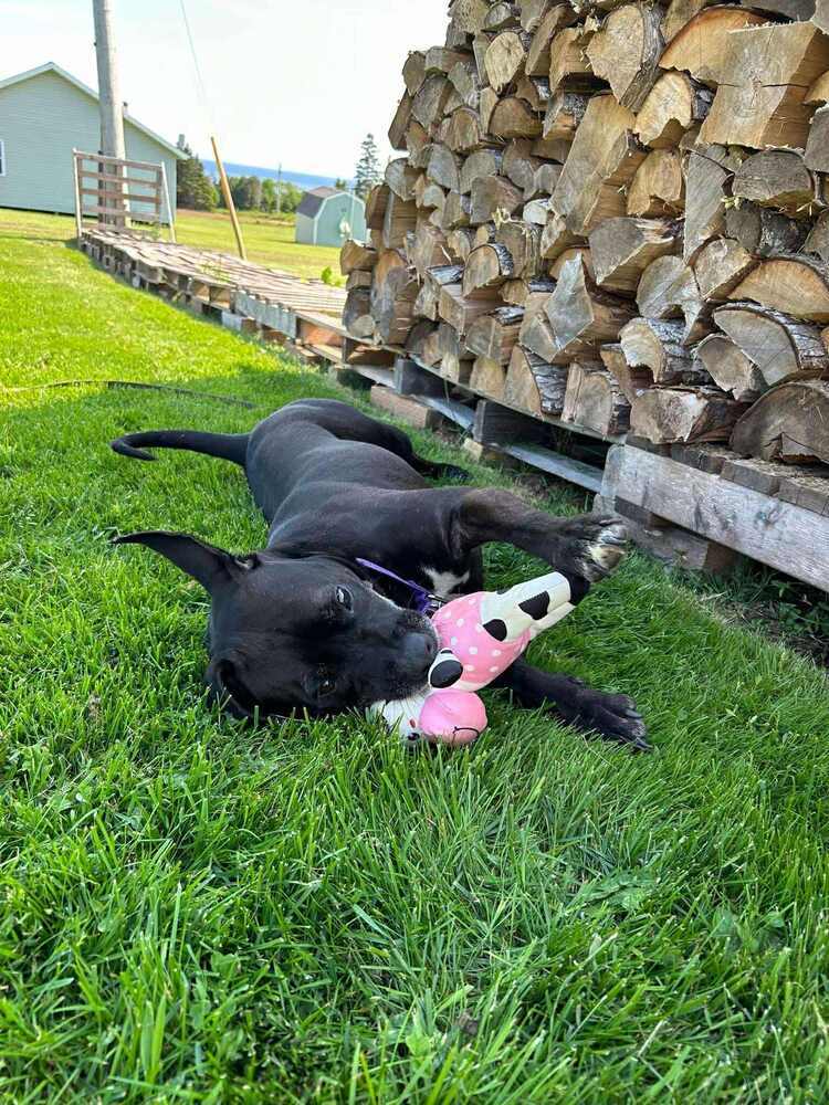 Ventana BAC 45764, an adoptable Labrador Retriever in Charlottetown, PE, C1A 4B7 | Photo Image 6