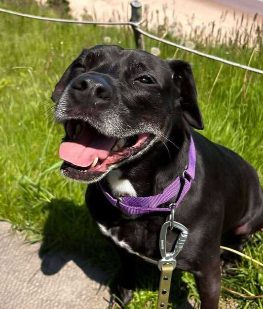 Ventana BAC 45764, an adoptable Labrador Retriever in Charlottetown, PE, C1A 4B7 | Photo Image 6