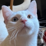 Bowie is an adorable happy loving cat This gorgeous mostly white cat with strikingly mismatched