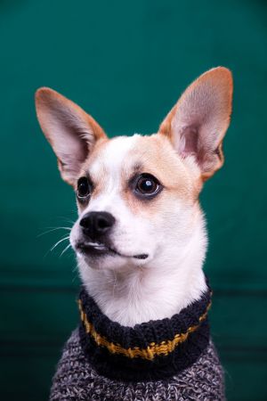 Hello My name is Froggy Rascal I may not look like much at 45 months old and only 7 pounds