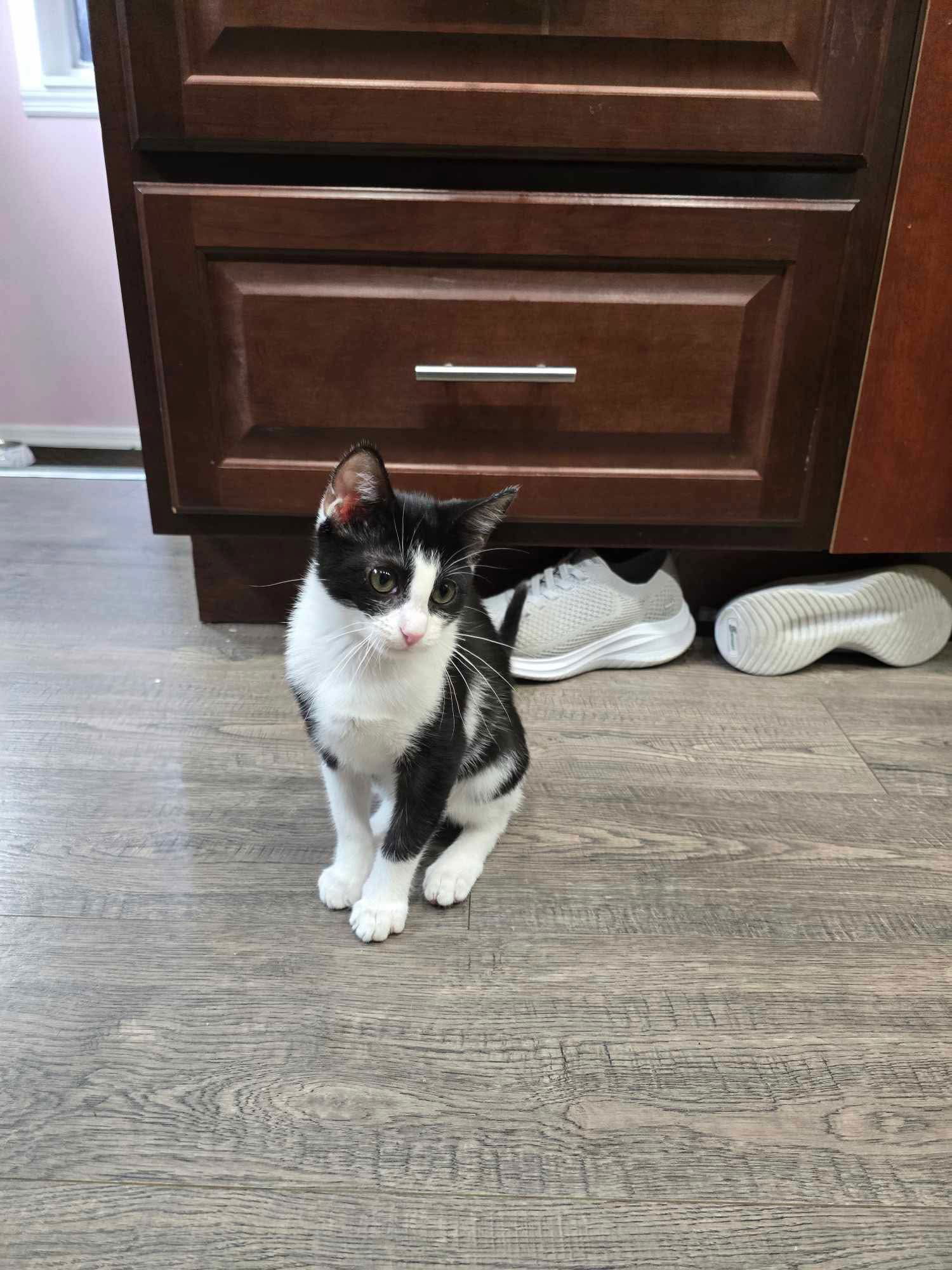 SOFIA