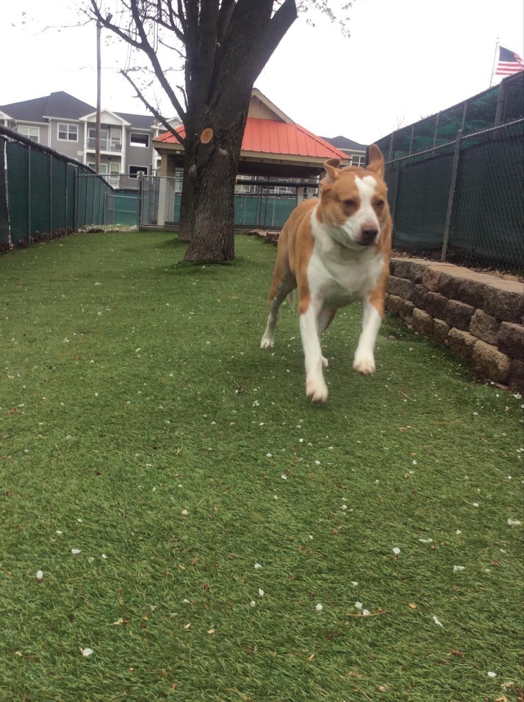 Bella