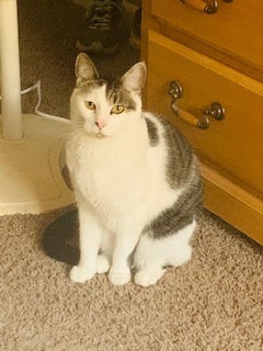 Cinder, Senior Female Domestic Medium Hair