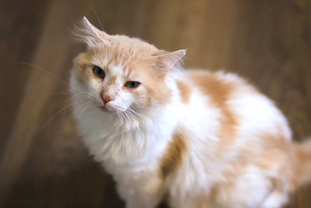 Houdini, an adoptable Domestic Long Hair in Webster, WI, 54893 | Photo Image 1