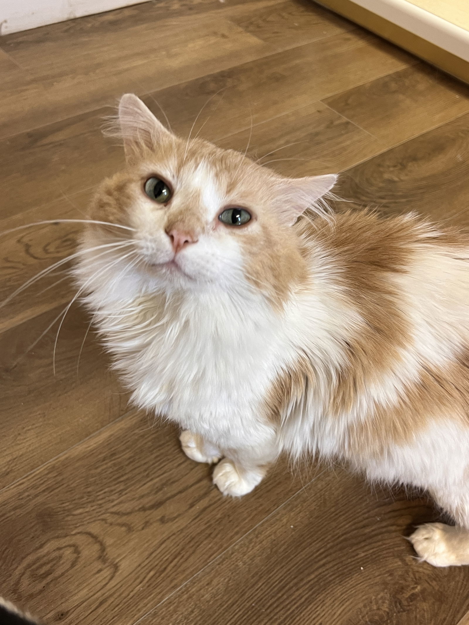 Houdini, an adoptable Domestic Long Hair in Webster, WI, 54893 | Photo Image 2