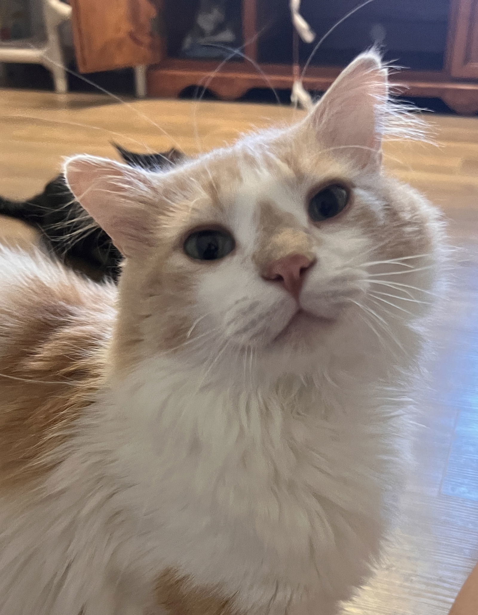 Houdini, an adoptable Domestic Long Hair in Webster, WI, 54893 | Photo Image 3