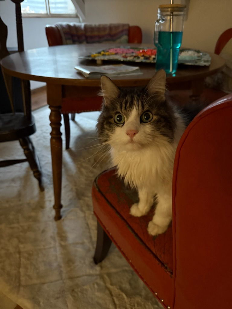 Cookie, an adoptable Domestic Long Hair in Fort Collins, CO, 80524 | Photo Image 3