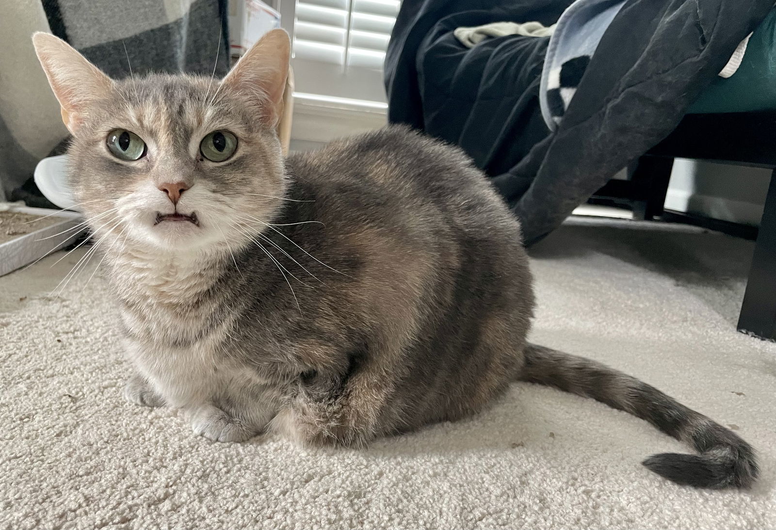 Cleopatra