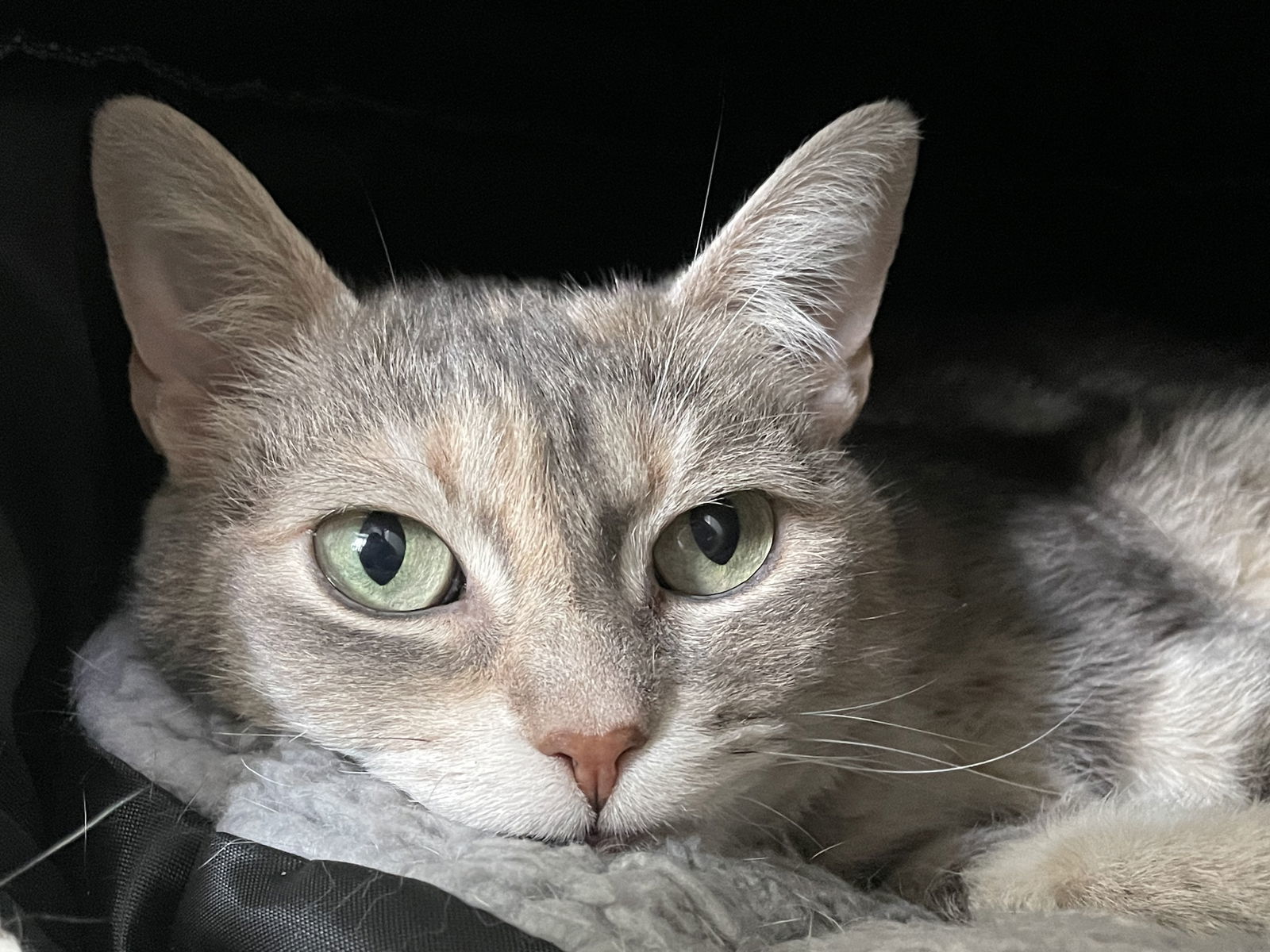 Cleopatra