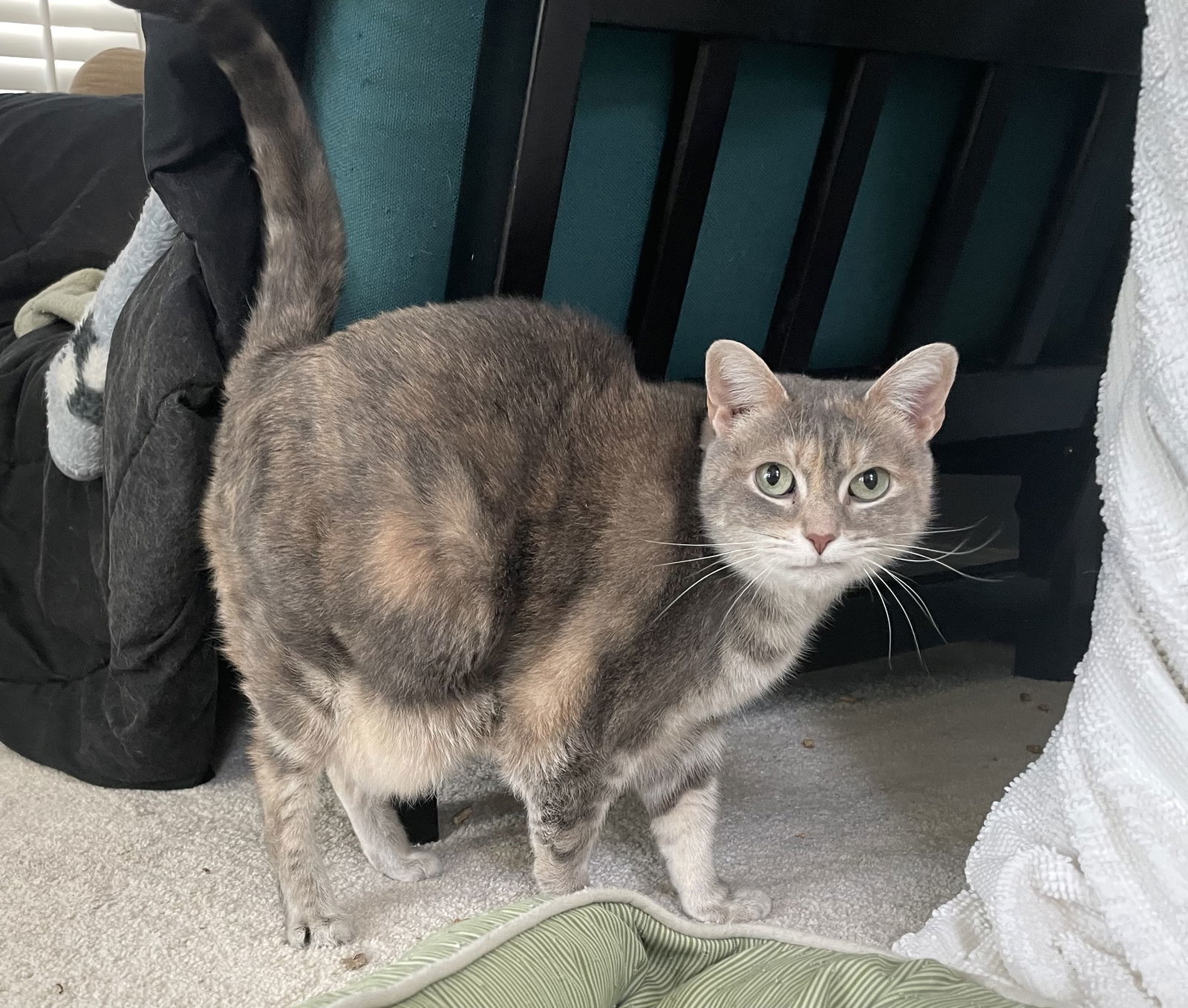 Cleopatra
