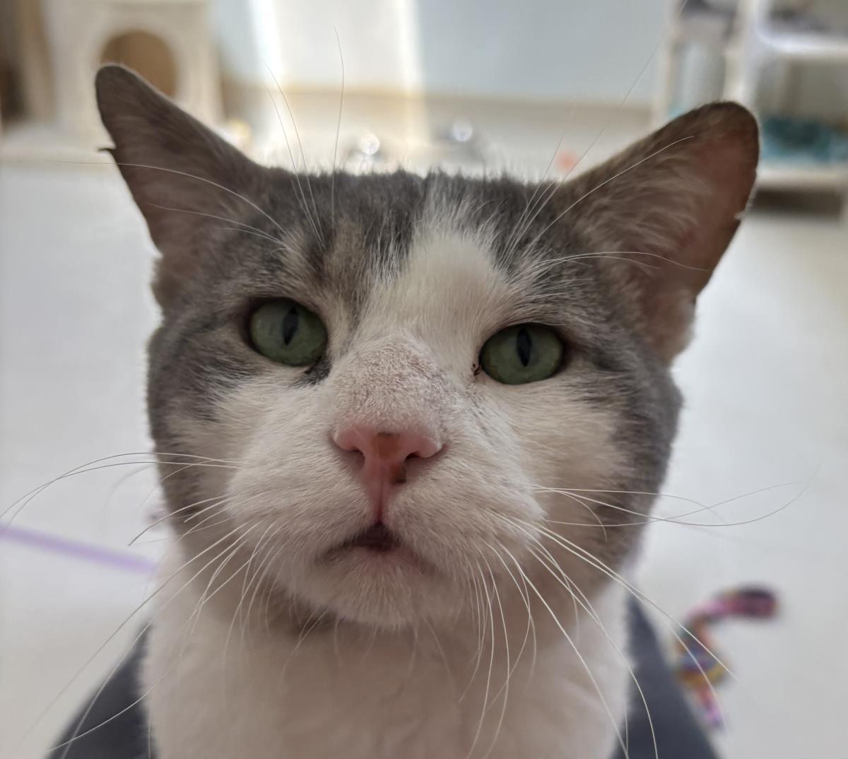 Niko
