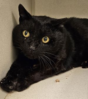 Bubba-BARNCAT, Adult Male Domestic Short Hair