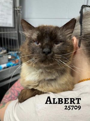 Albert is a long-haired Siamese who loves wet food and being brushed Hes gotten the care hes nee