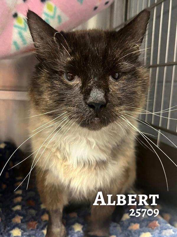 Albert