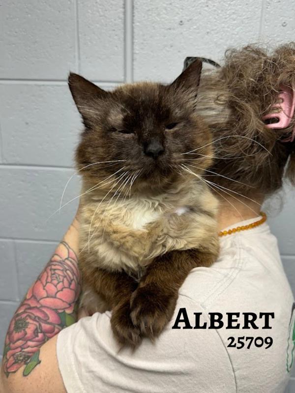 Albert