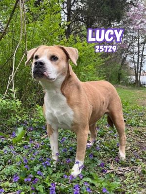 Sweet Lucy is searching for a new beginning-and hopefully her forever family At around 8 years old