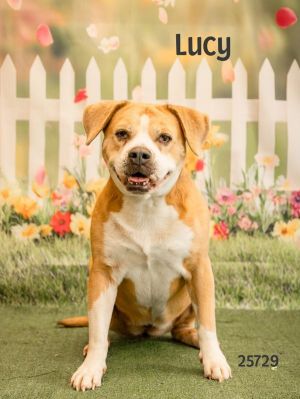 Sweet Lucy is searching for a new beginning-and hopefully her forever family At around 8 years old