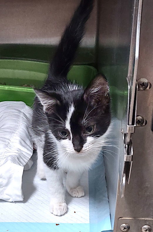 Domino