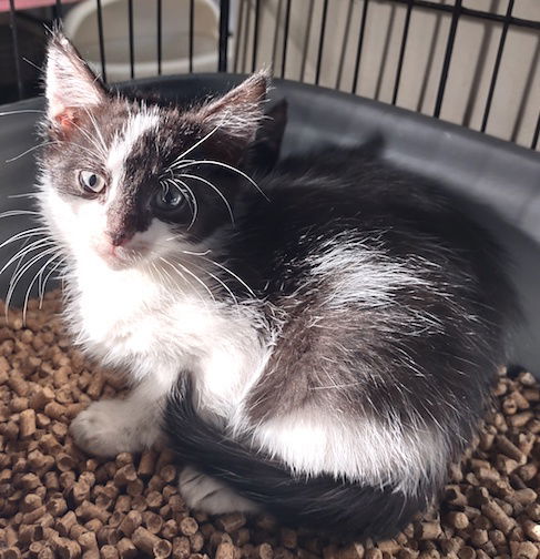 Domino