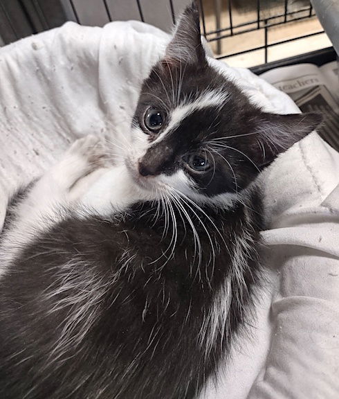 Domino