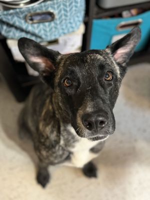 Amber is a resilient and affectionate 35-year-old 60-pound mixed-breed dog who has overcome a chal
