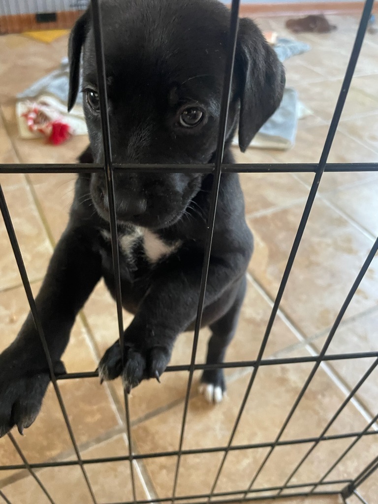RC3- Mario, an adoptable Rhodesian Ridgeback, Labrador Retriever in Ashland, WI, 54806 | Photo Image 1