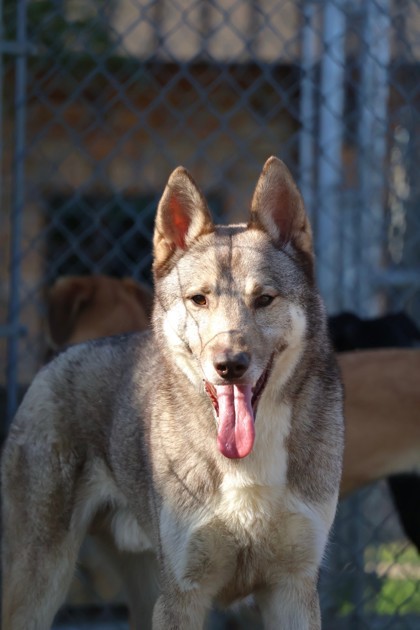 Nanook