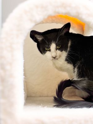 Tiger, Adult Male Tuxedo