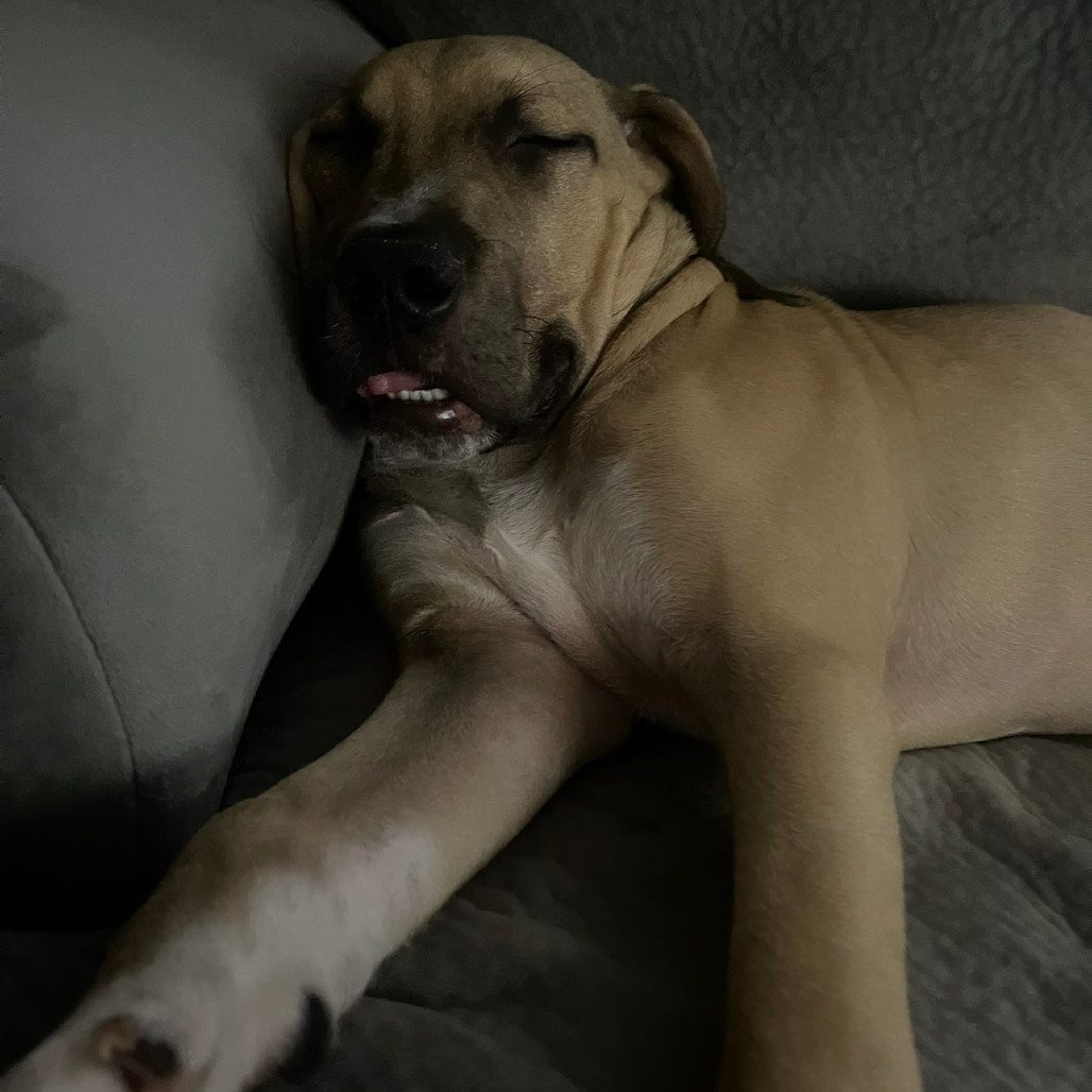 Bruno