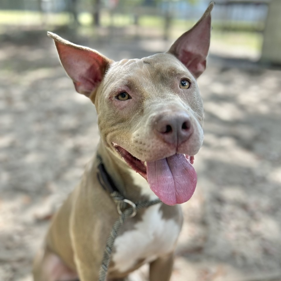 Harley