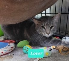 Lover, Adult Female unknown