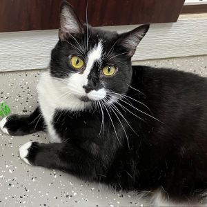 Ember, Adult Female Domestic Short Hair