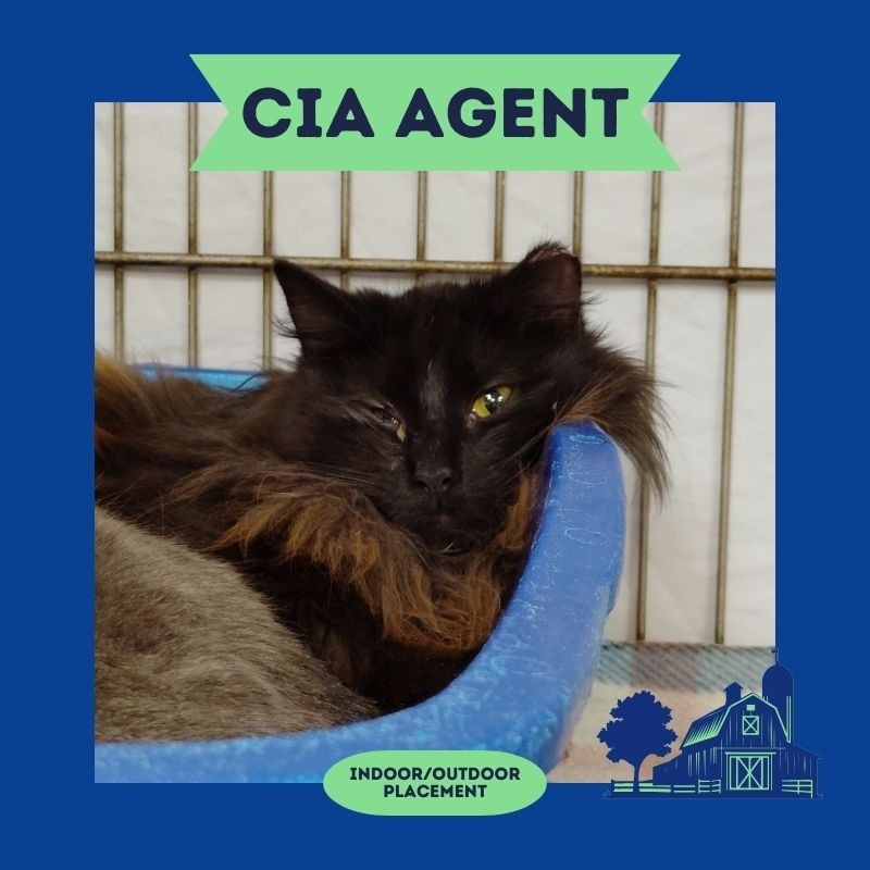 Agent Salad