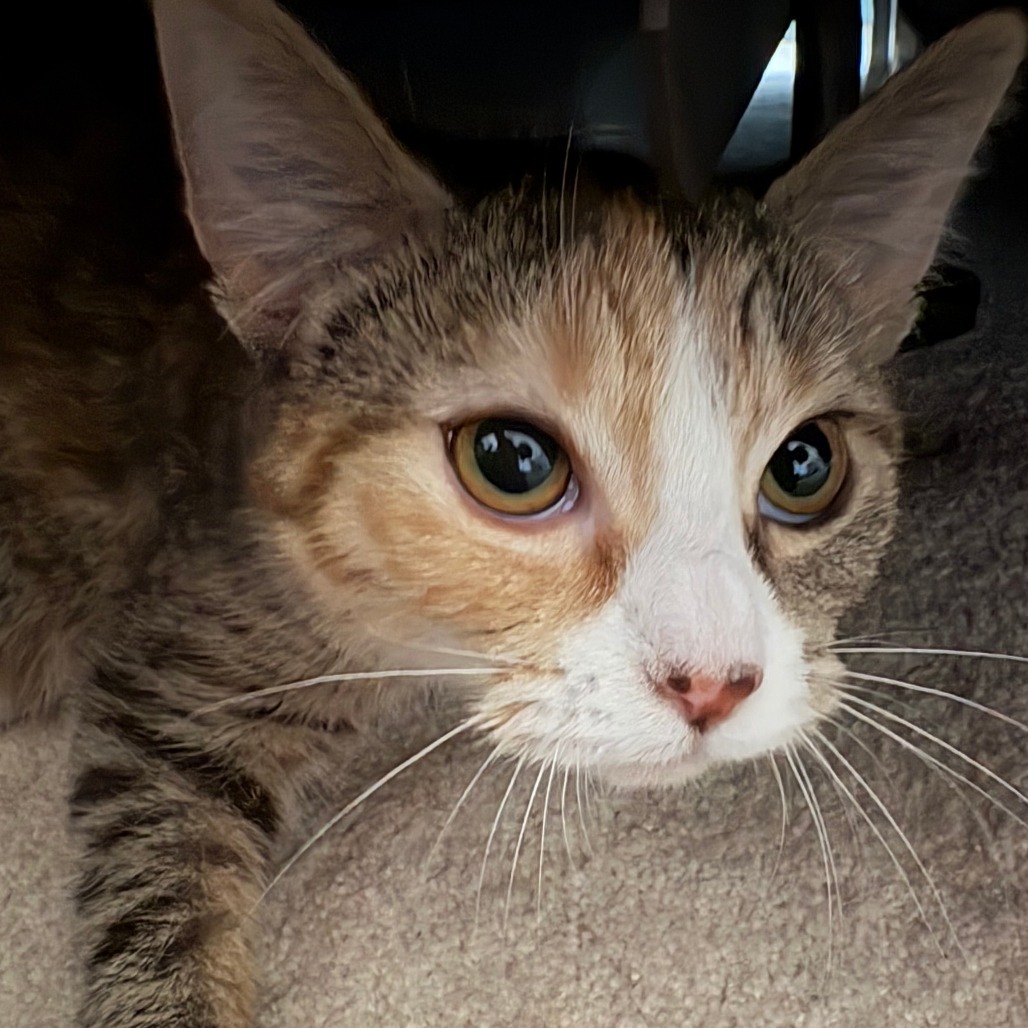 Princess Butterbean (Petsmart)